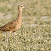 Long-billed Curlew